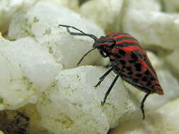 Image of <i>Graphosoma italicum</i>