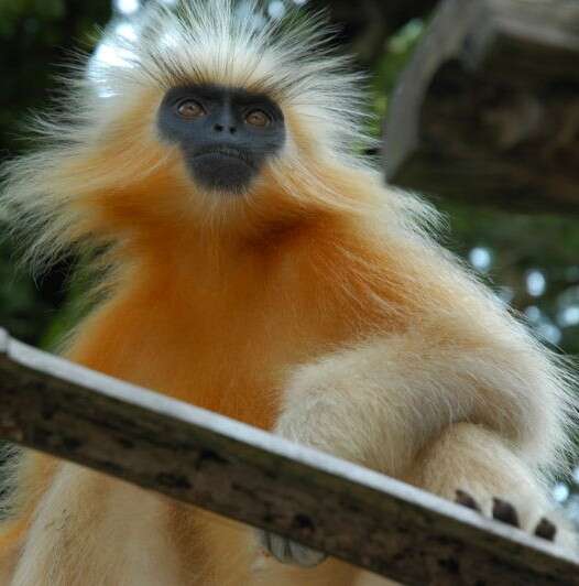 Image of Lutungs or leaf monkeys