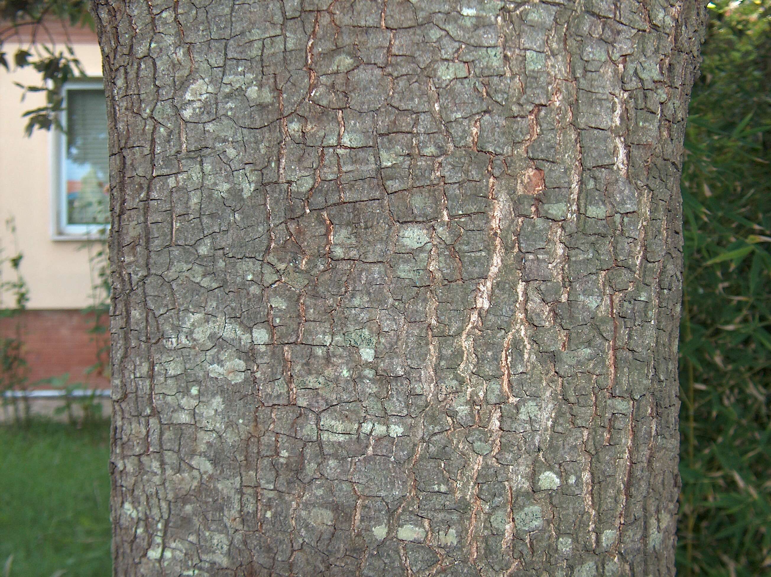 Image of Holm Oak