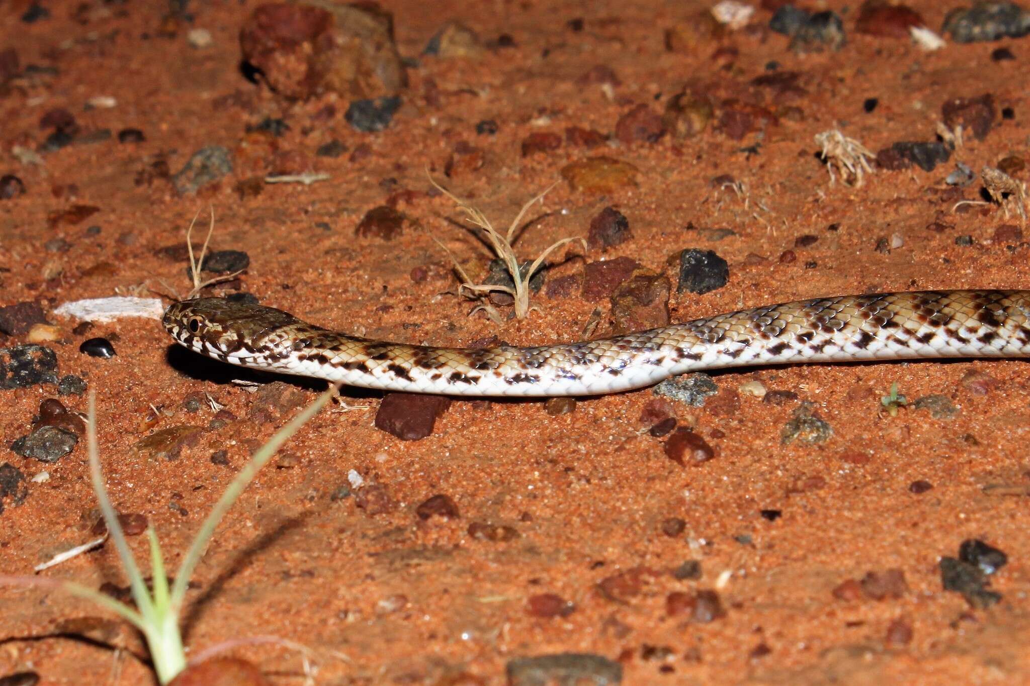 Image of De Vis Banded Snake
