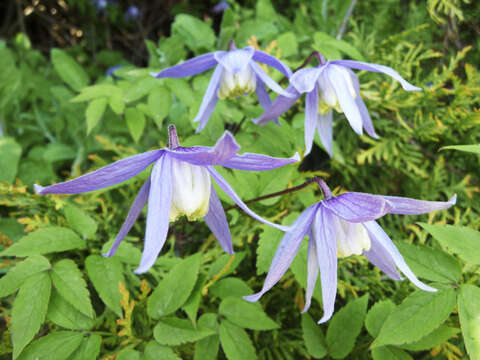 Слика од Clematis alpina (L.) Miller