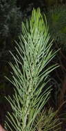 Image of Psoralea brilliantissima