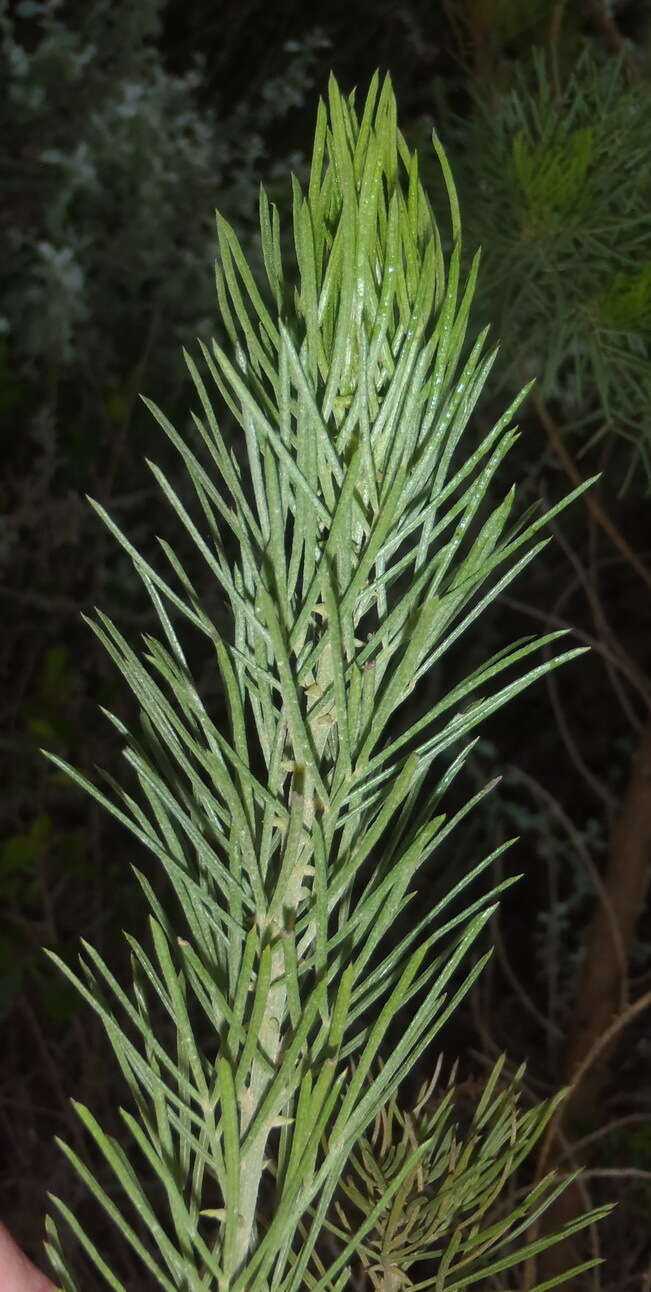 Image of Psoralea brilliantissima