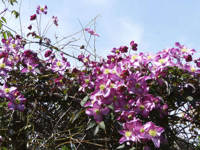 Image of Himalayan Clematis