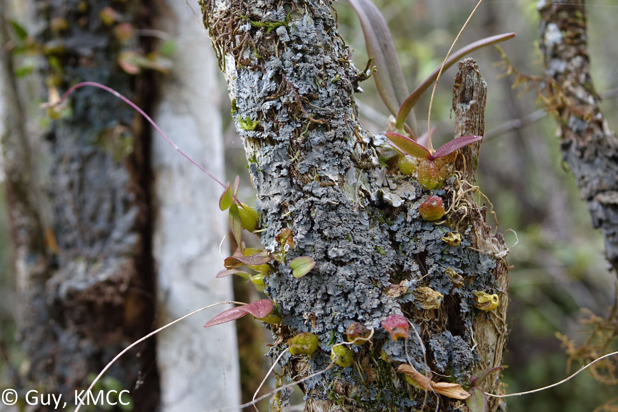 Image of Bulbophyllum minutum Thouars