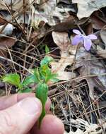 Image of Three-Lobe Violet