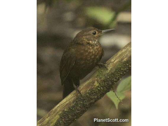 Image of Scaly-throated Leaftosser