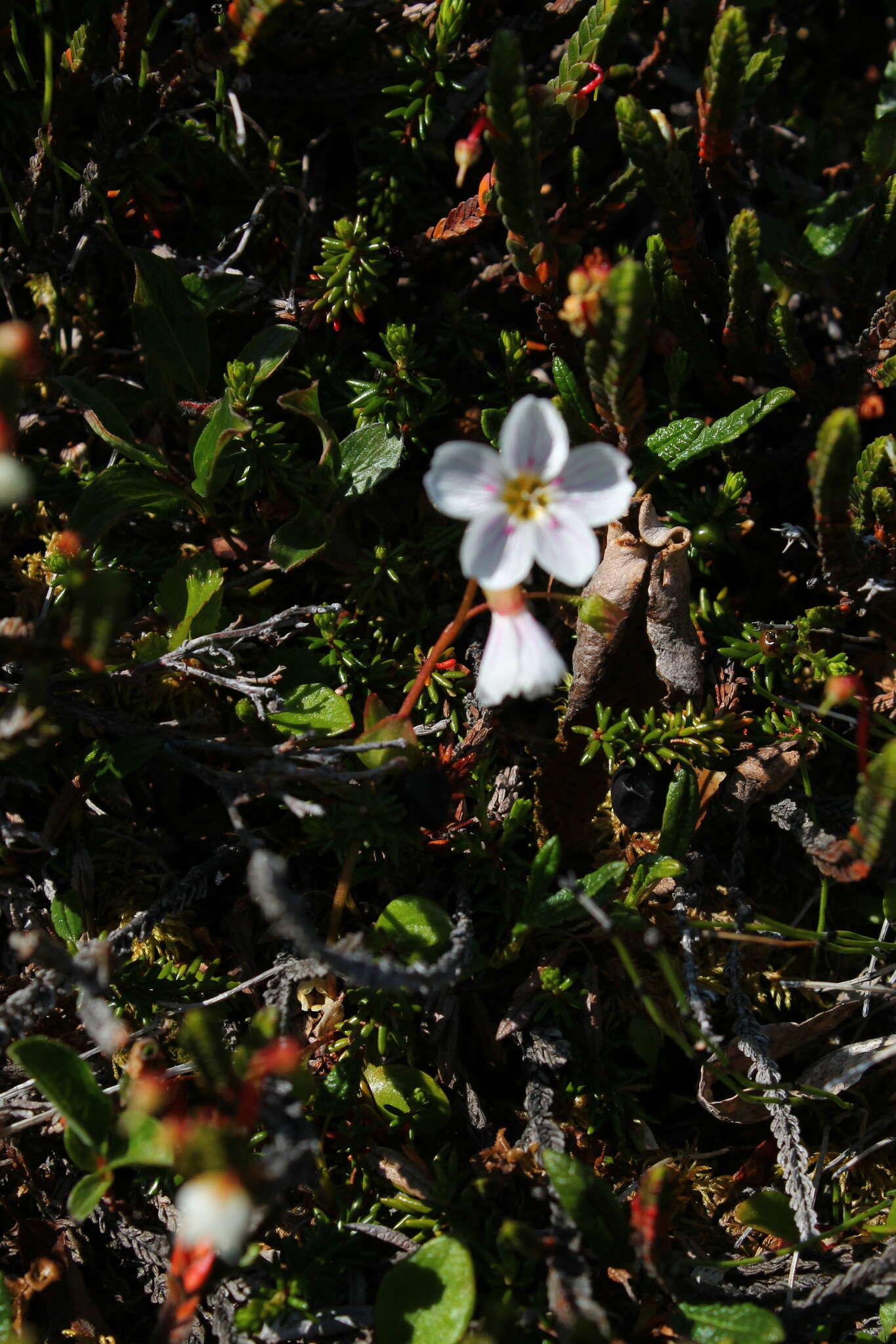 Claytonia sarmentosa C. A. Mey. resmi