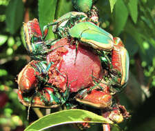Image of figeater beetle