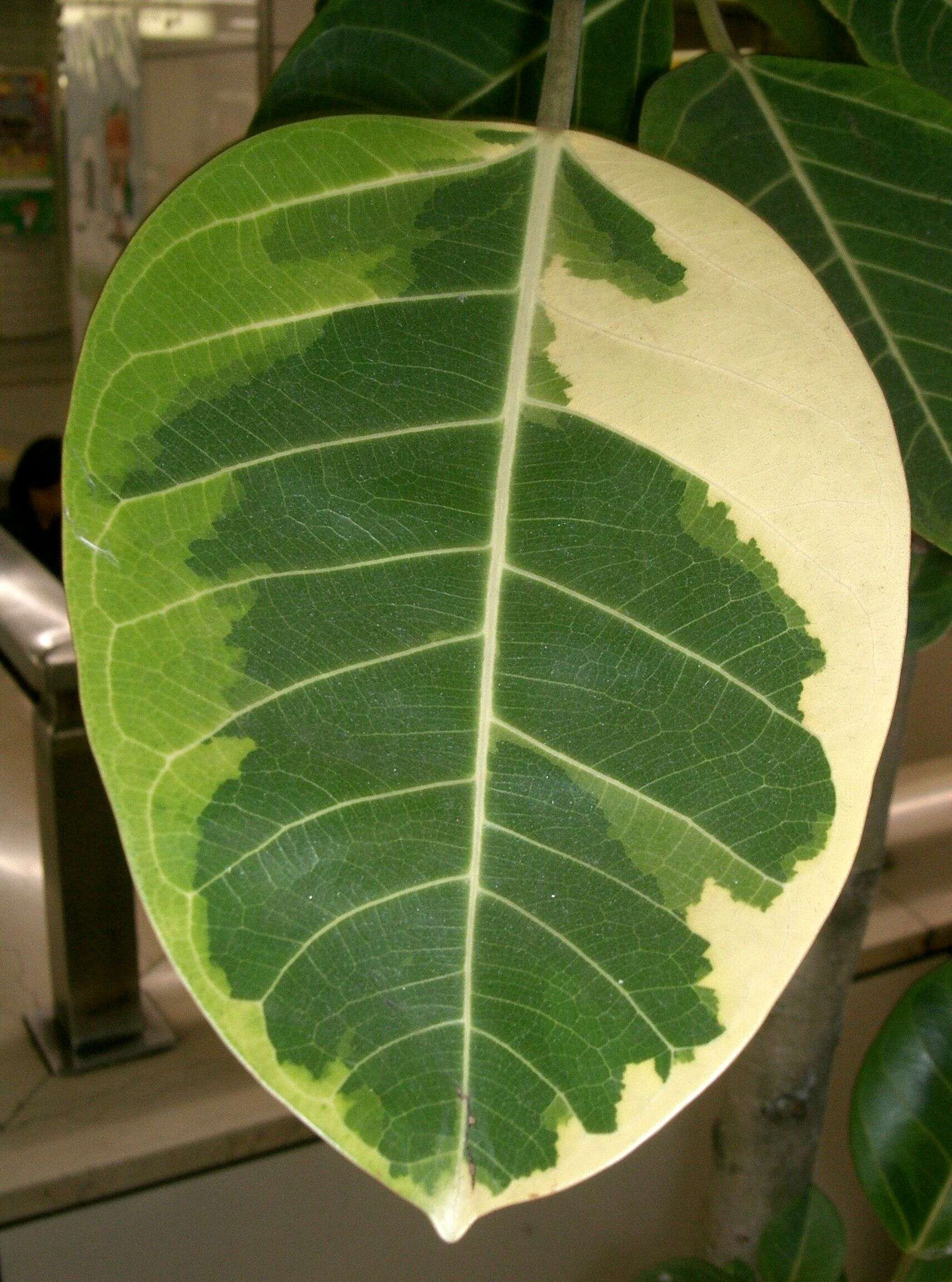 Plancia ëd Ficus altissima Bl.