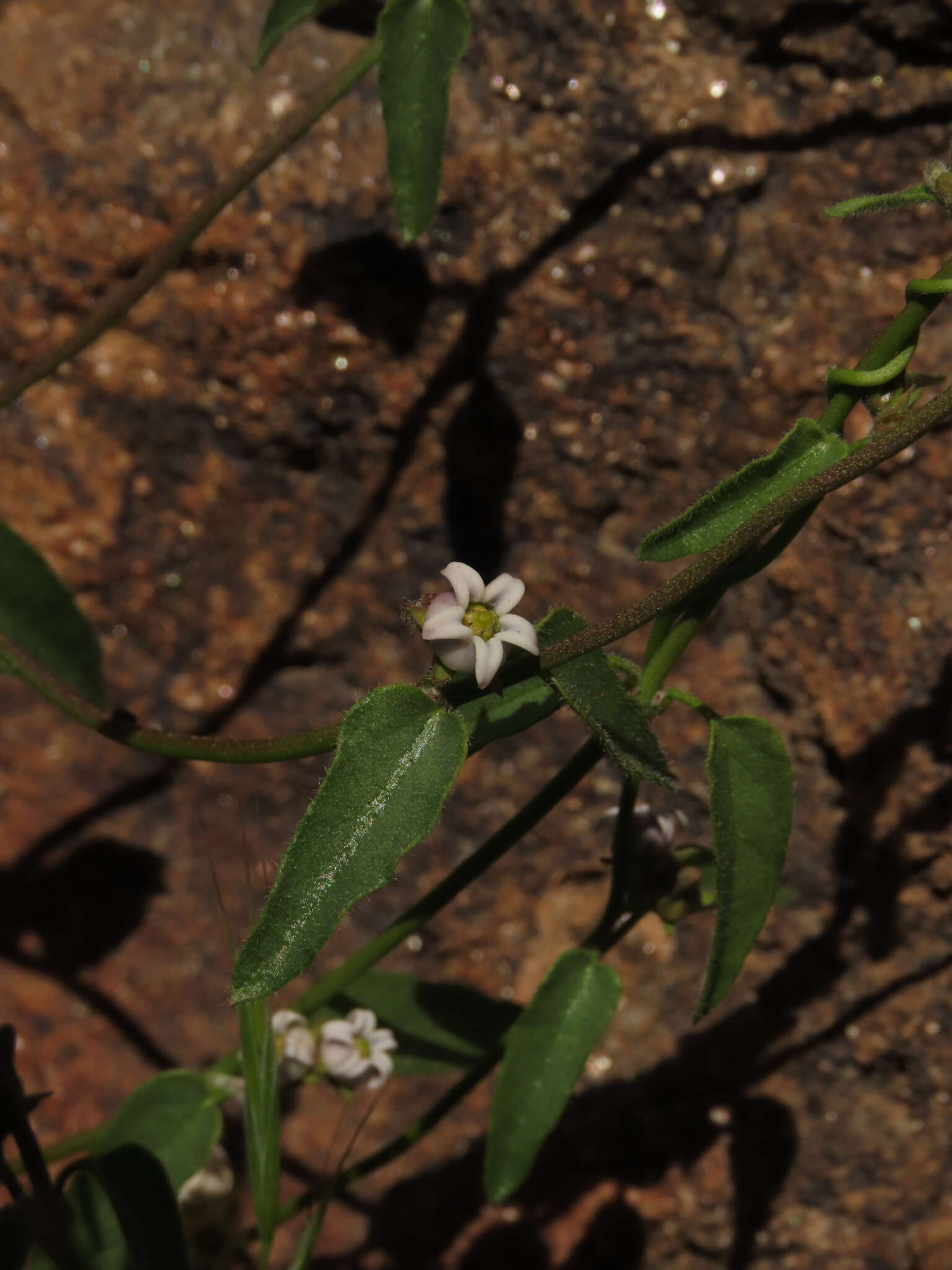 Image of Diplolepis geminiflora (Decne.) Liede & Rapini