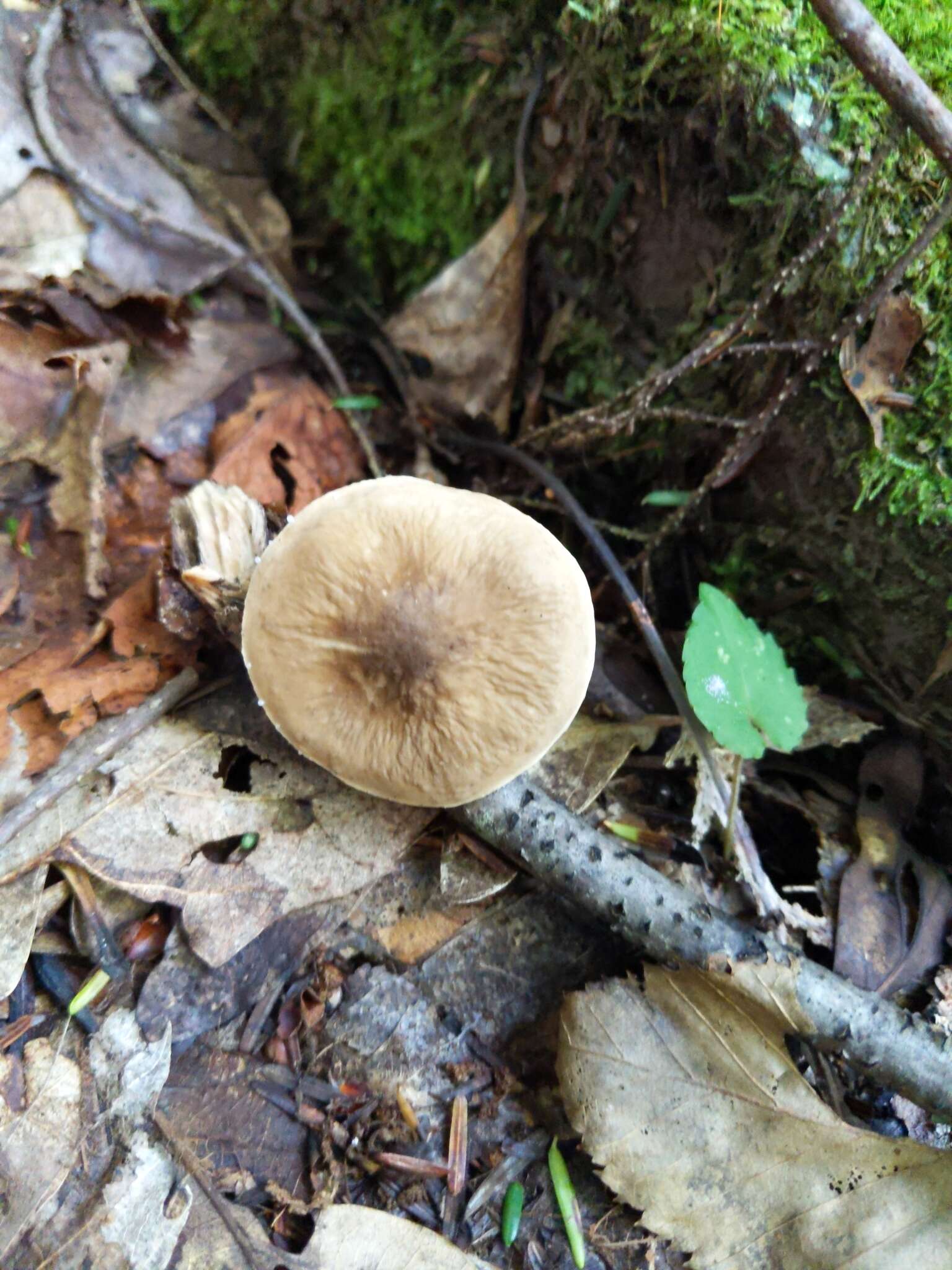 Image of Lactarius gerardii Peck 1873