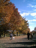 Imagem de Zelkova serrata (Thunb.) Makino