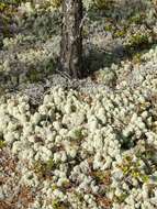 Image of star reindeer lichen