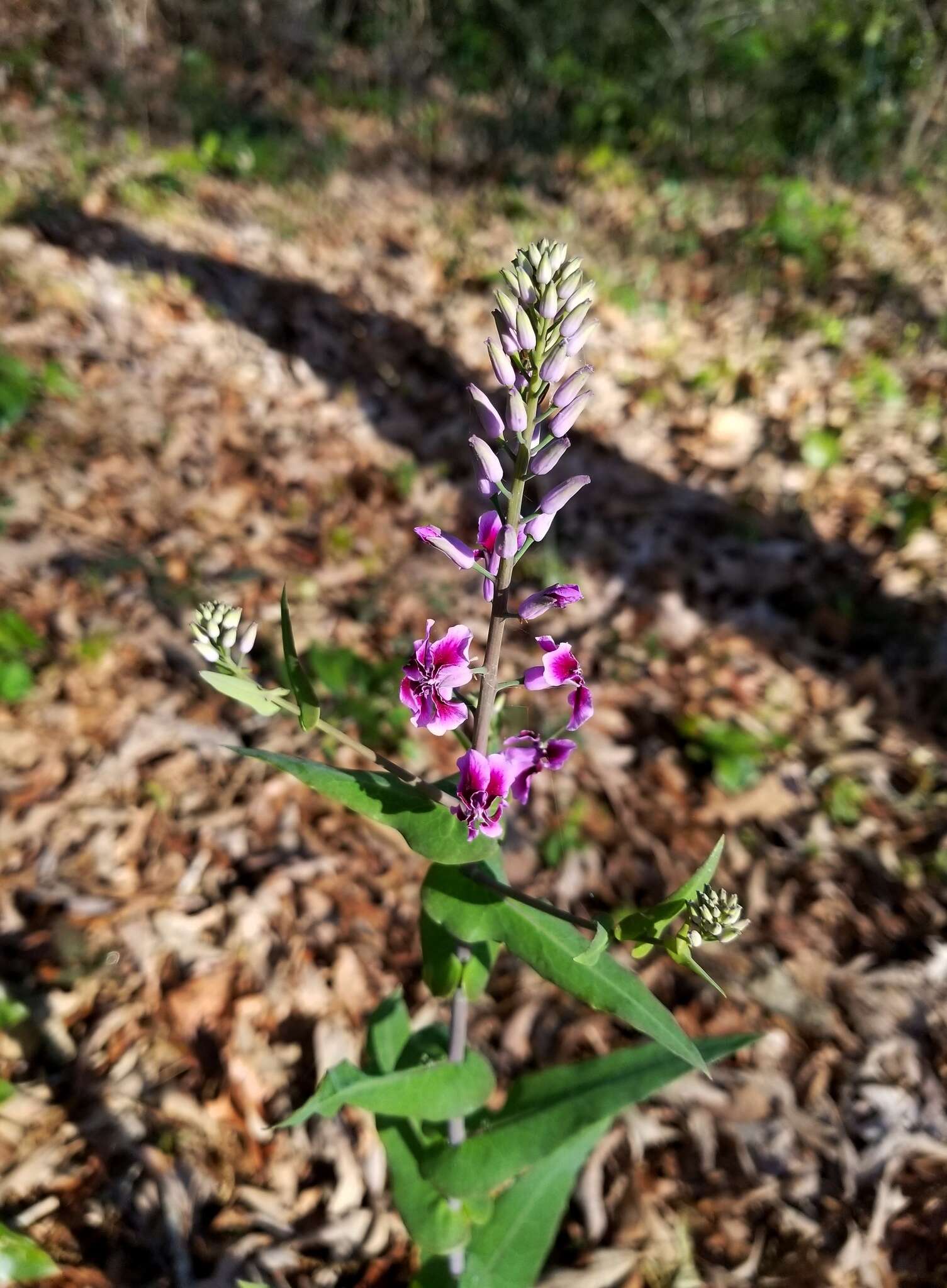 Слика од Streptanthus maculatus Nutt.