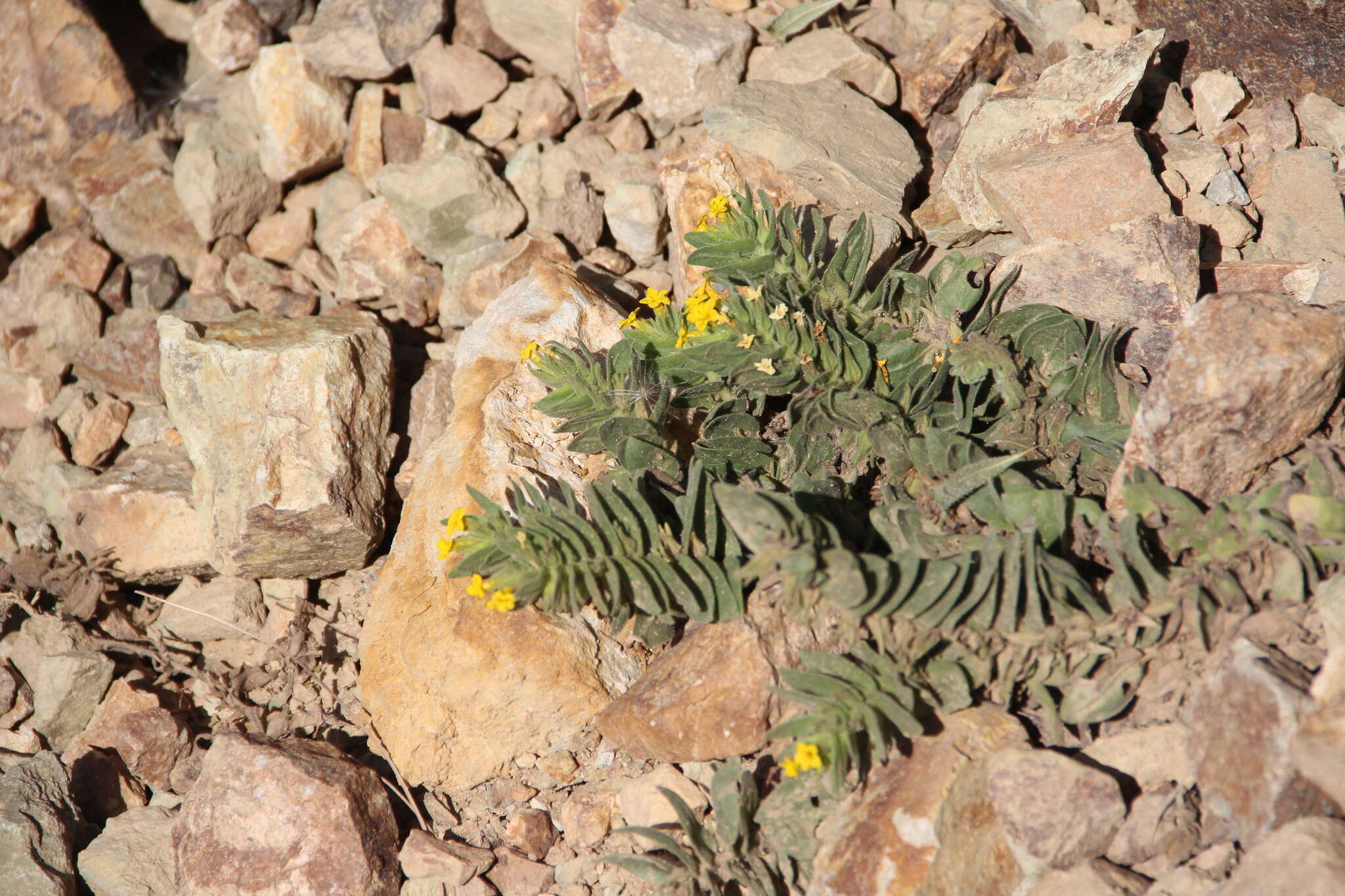 Imagem de Alkanna orientalis (L.) Boiss.