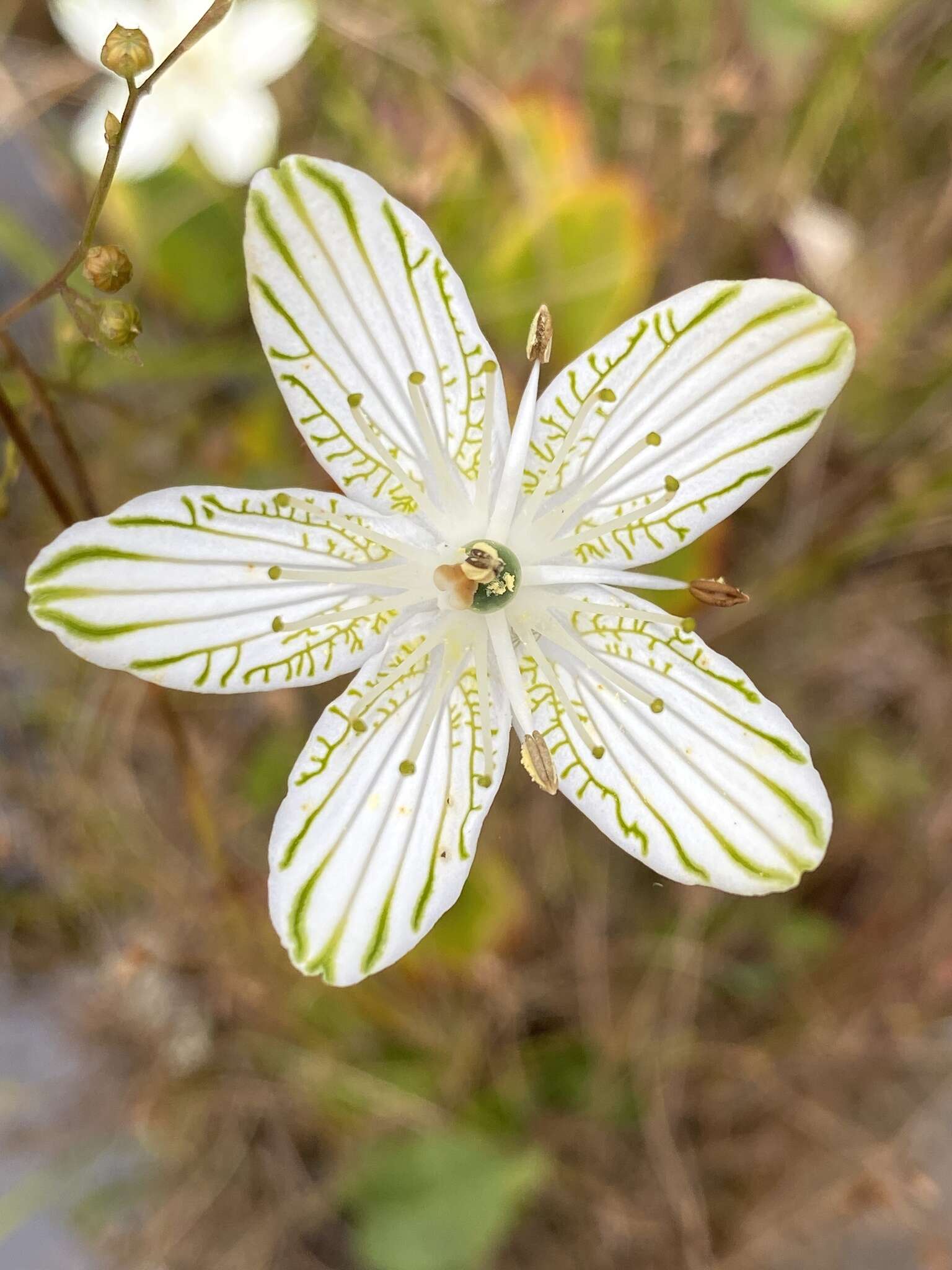 Image of largeleaf grass of Parnassus