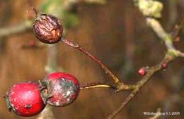 Image of Midland Hawthorn