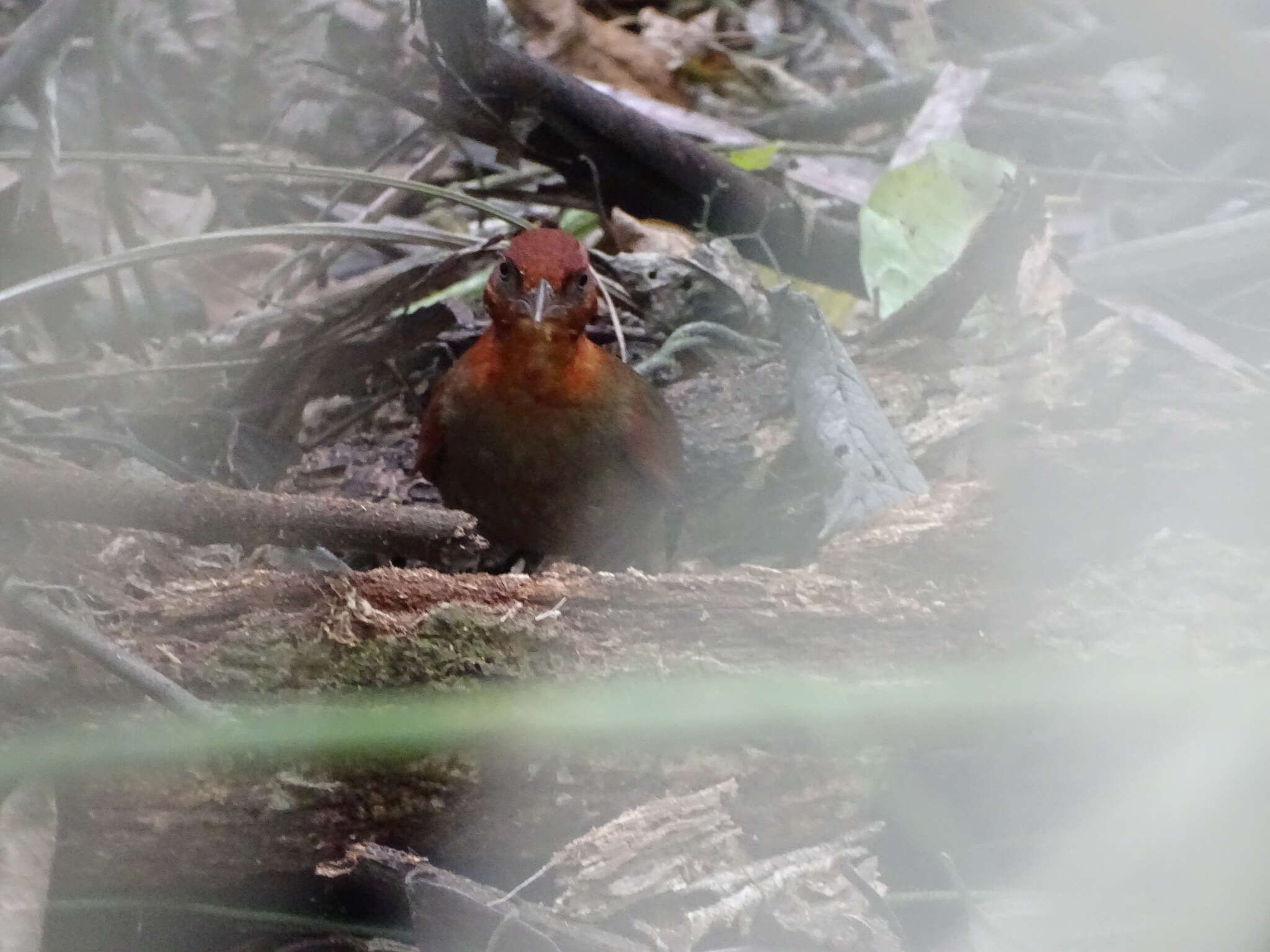 Clibanornis erythrocephalus (Chapman 1919)的圖片