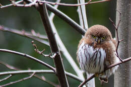 Image of Northern Pygmy Owl