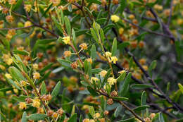 Image of Mallee Wattle