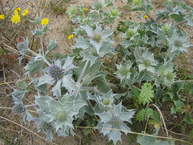 Image de Panicaut de mer