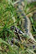 Image of Adder