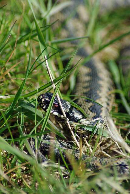 Image of Adder