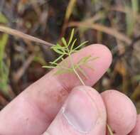 Imagem de Ostericum tenuifolium (Pall. ex Spreng.) Y. C. Chu