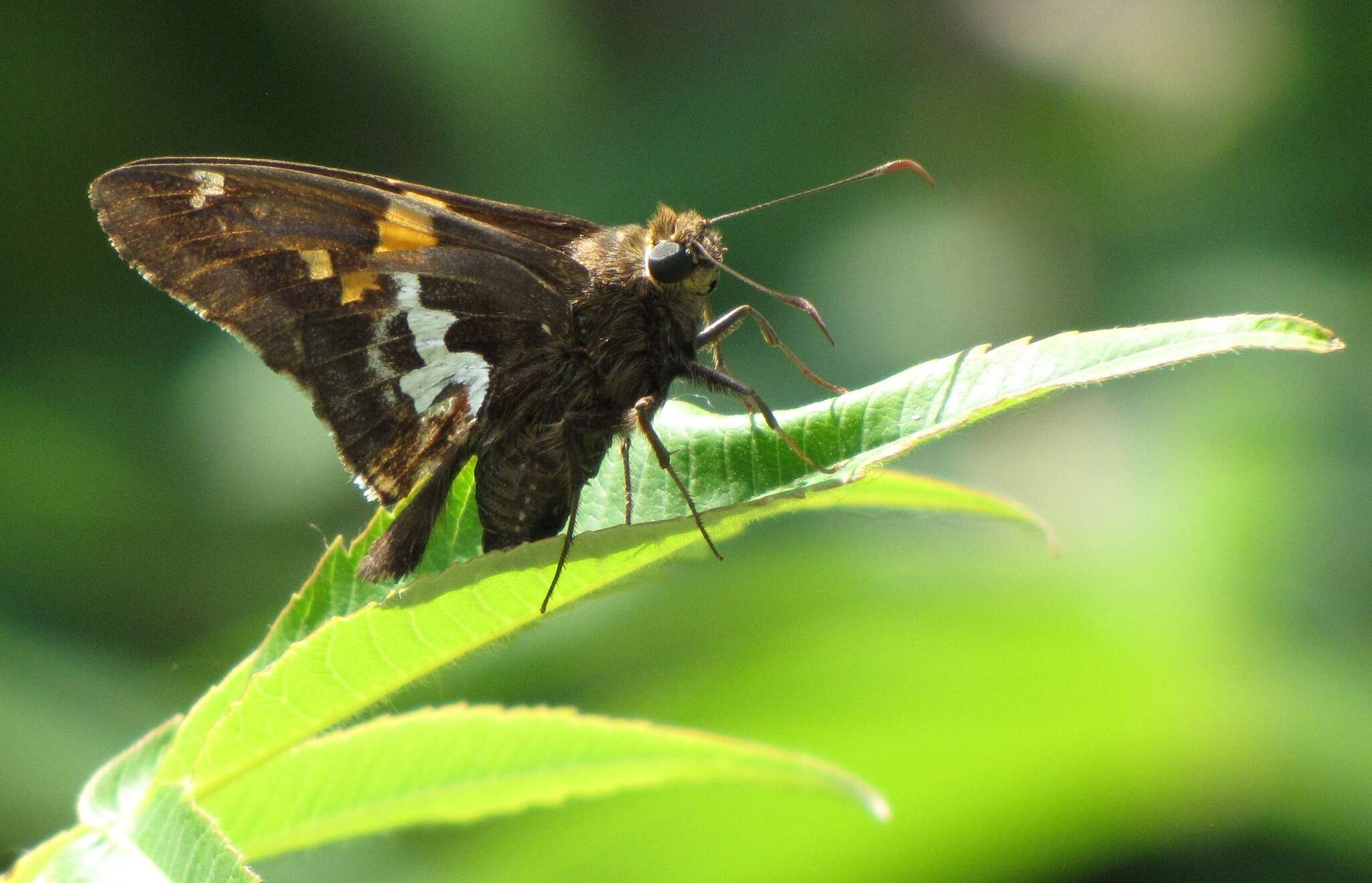 Image of Silver-spotted Skipper