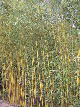 Image of yellow grove bamboo