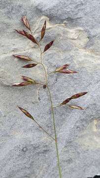 Festuca quadriflora Honck. resmi