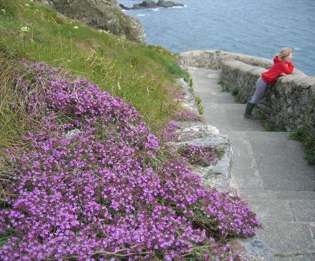 Image of creeping thyme