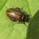 Image of Lochmaea suturalis