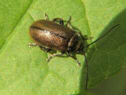 Lochmaea suturalis resmi