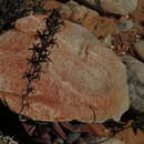 Imagem de Adromischus triflorus (L. fil.) Berger