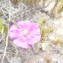 Image of Cistanthe grandiflora (Lindl.) Schltdl.