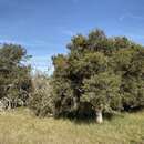 Image of Melaleuca cuticularis Labill.