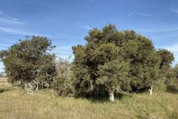 Image of Melaleuca cuticularis Labill.