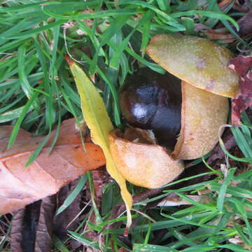 Imagem de Aesculus indica (Colebr. ex Cambess.) Hook.