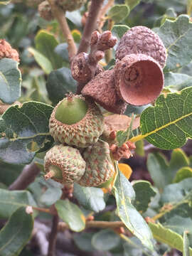 Image of Channel Island Scrub Oak