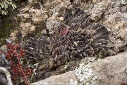 Image of Haworthia maraisii Poelln.