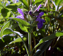 Imagem de Salvia officinalis L.