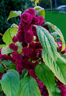 Image of love-lies-bleeding