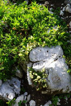 Image of Galium noricum Ehrend.