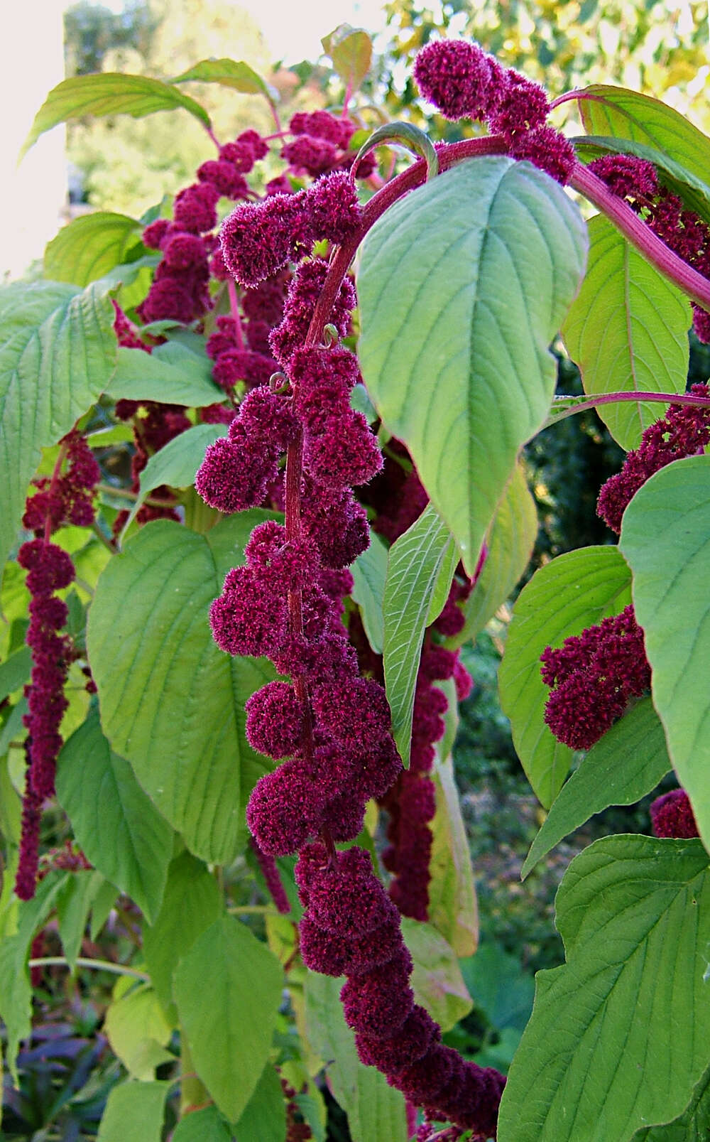 Imagem de Amaranthus caudatus L.