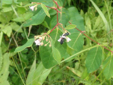 Image of Apocynum androsaemifolium subsp. androsaemifolium