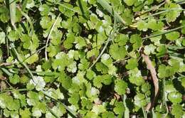 Image of Hydrocotyle microphylla A. Cunn.