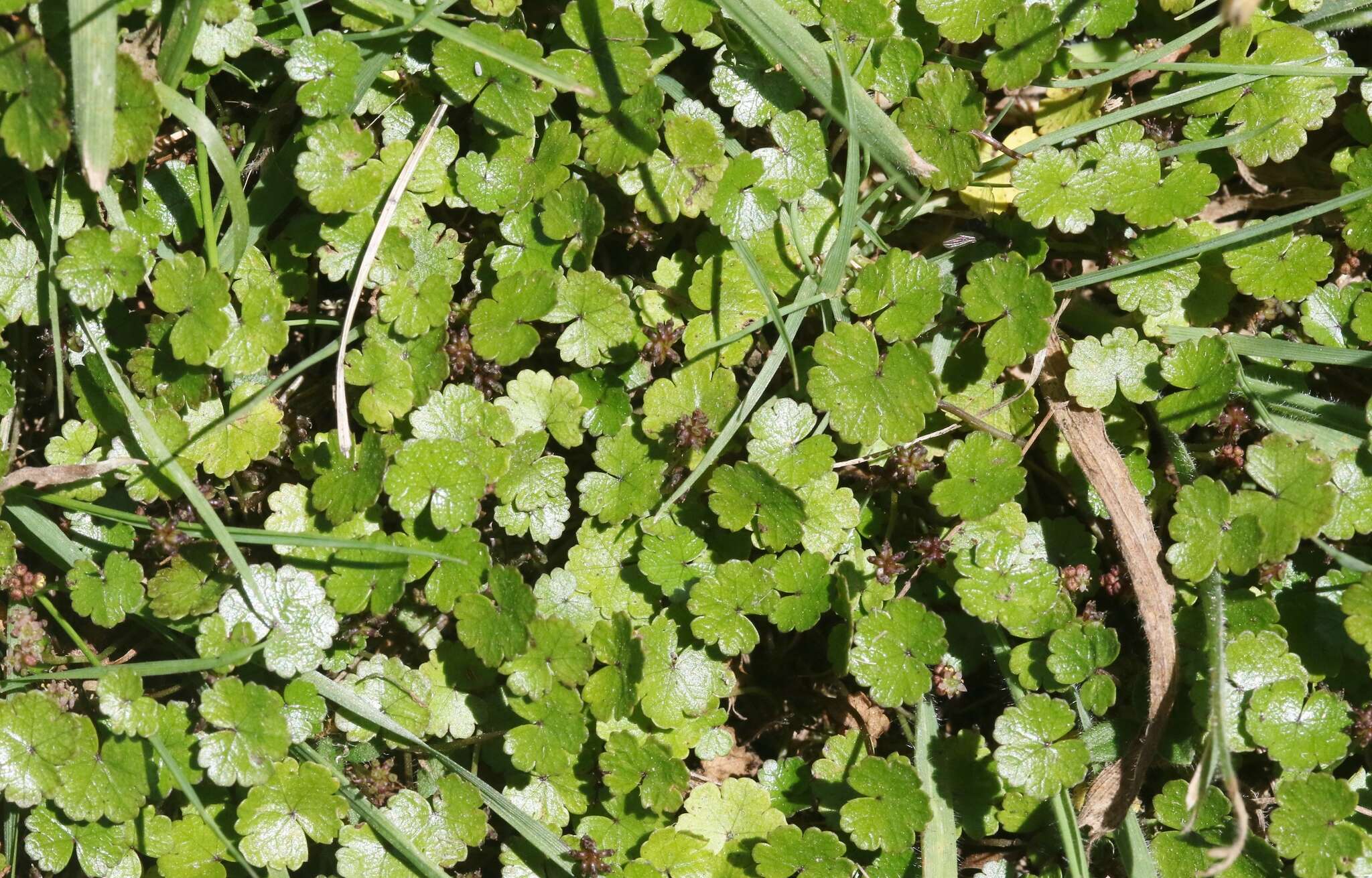 Image of Hydrocotyle microphylla A. Cunn.