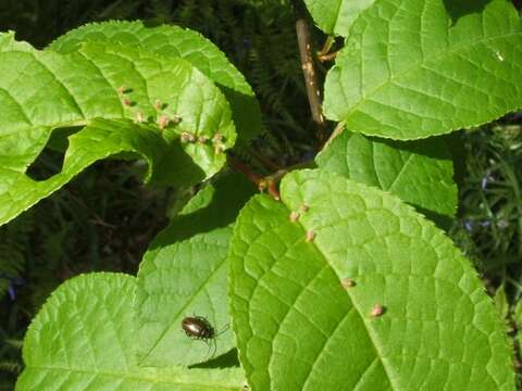 Image of Phyllocoptes eupadi